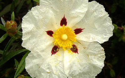 GUÍA: “La Flora de Alpedrete: Árboles y bosques, comunidades arbustivas y especies herbáceas”