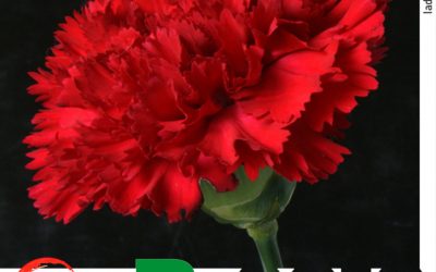 Asociación Cultural Admanum (Zarzuela)