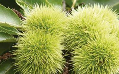 “Conoce tus árboles”. Exposición y Taller.