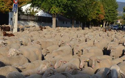 Trashumancia Otoño 2019