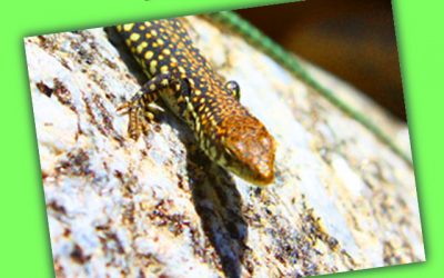 Herpetólogos por la dehesa de Alpedrete: «El Valle de Piedra».