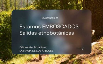 Emboscados. Haciendo poesía en el bosque.