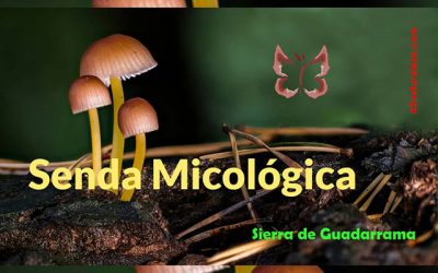Curso de Micología: “Los hongos, seres imprescindibles para el bosque”