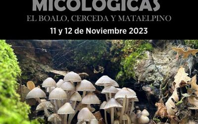 Jornadas Micológicas (2023), en El Boalo, Cerceda y Mataelpino.